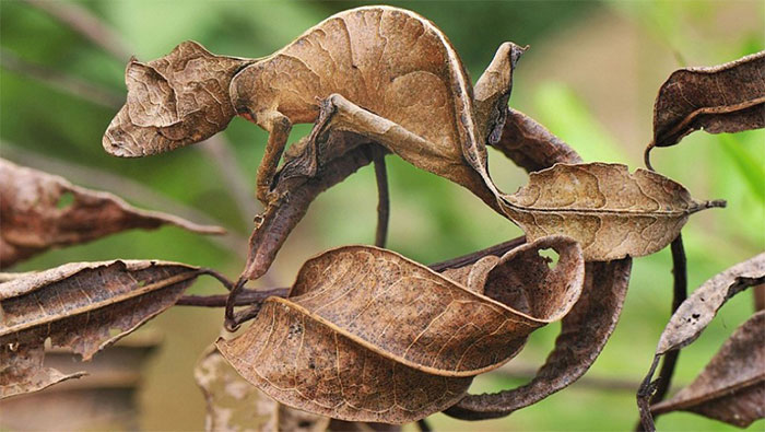 Leaf-Tailed Gecko