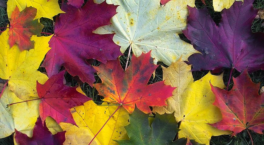 Неприхотливые деревья и кустарники с красивой осенней листвой осенью, летом, цвета, листва, листьями, осенней, Кроме, очень, фотографии, роспуске, красная, клена, пурпурного, красными, сорта, листочки, Бересклет, красивых, самых, приобретает