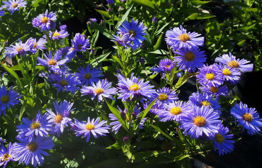 Многолетние астры - звёзды осеннего сада астры, Aster, растения, цветения, куста, можно, астра, особенно, высотой, кустарниковая, новобельгийская, почвы, сортов, гибридов, цветёт, новоанглийская, только, сентябре, время, мучнистой