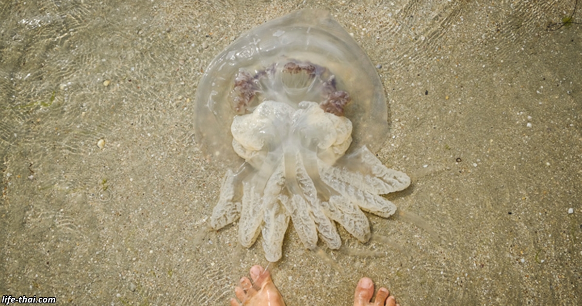 Наши пляжи атаковали ядовитые 10-килограммовые медузы. Это кошмар!