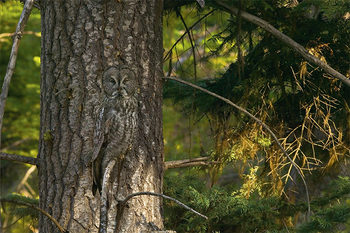 Great Gray Owl