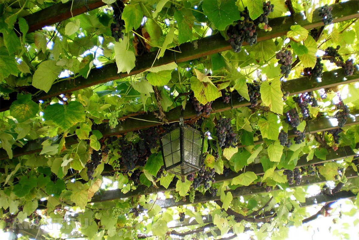 беседка для винограда своими руками фото