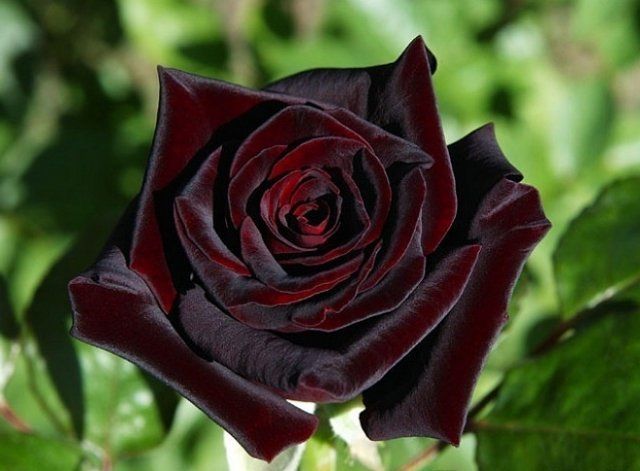 10 растений с черными цветами, которые можно вырастить в саду