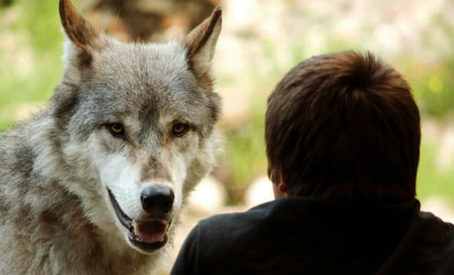 Грибник поднял глаза и замер: перед ним стоял волк. Зверь пришел просить помощи