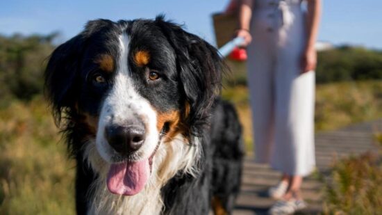 Ботинки от ожогов и еще 5 правил выгула собак в жару