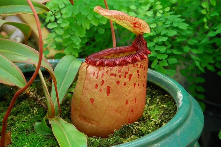 Nepenthes sibuyanensis