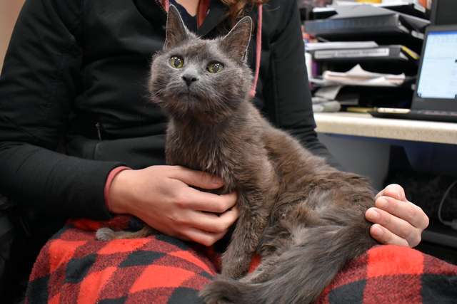 кошка на руках