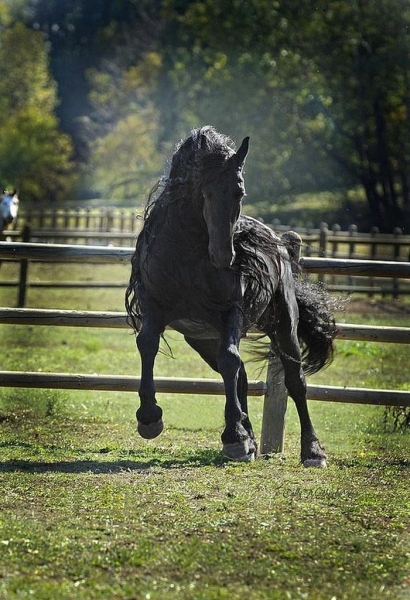 Фредерик Великий — самый красивый конь в мире, чья грива сводит людей с ума.