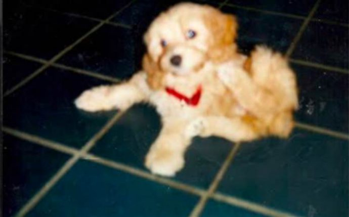 owner-reunites-with-dog-today-170914-inline_a04e85bf95ff8384df6a6d94cf6e3128.today-inline-large