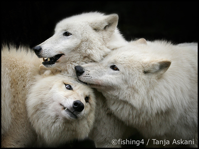 Family Polarwolf von Tanja A.