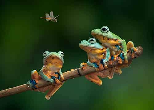 Самые удивительные и очаровательные представители жабьего царства природа