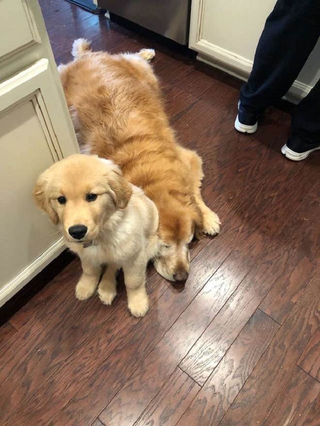 Преданный друг: маленький щенок протянул «лапу» помощи старенькому слепому псу Преданный друг: маленький щенок протянул «лапу» помощи старенькому слепому псу истории из жизни