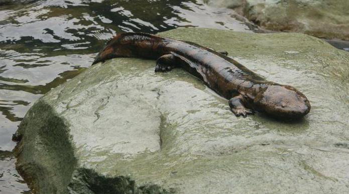 Гигантская саламандра  (исполинская) : описание, размеры