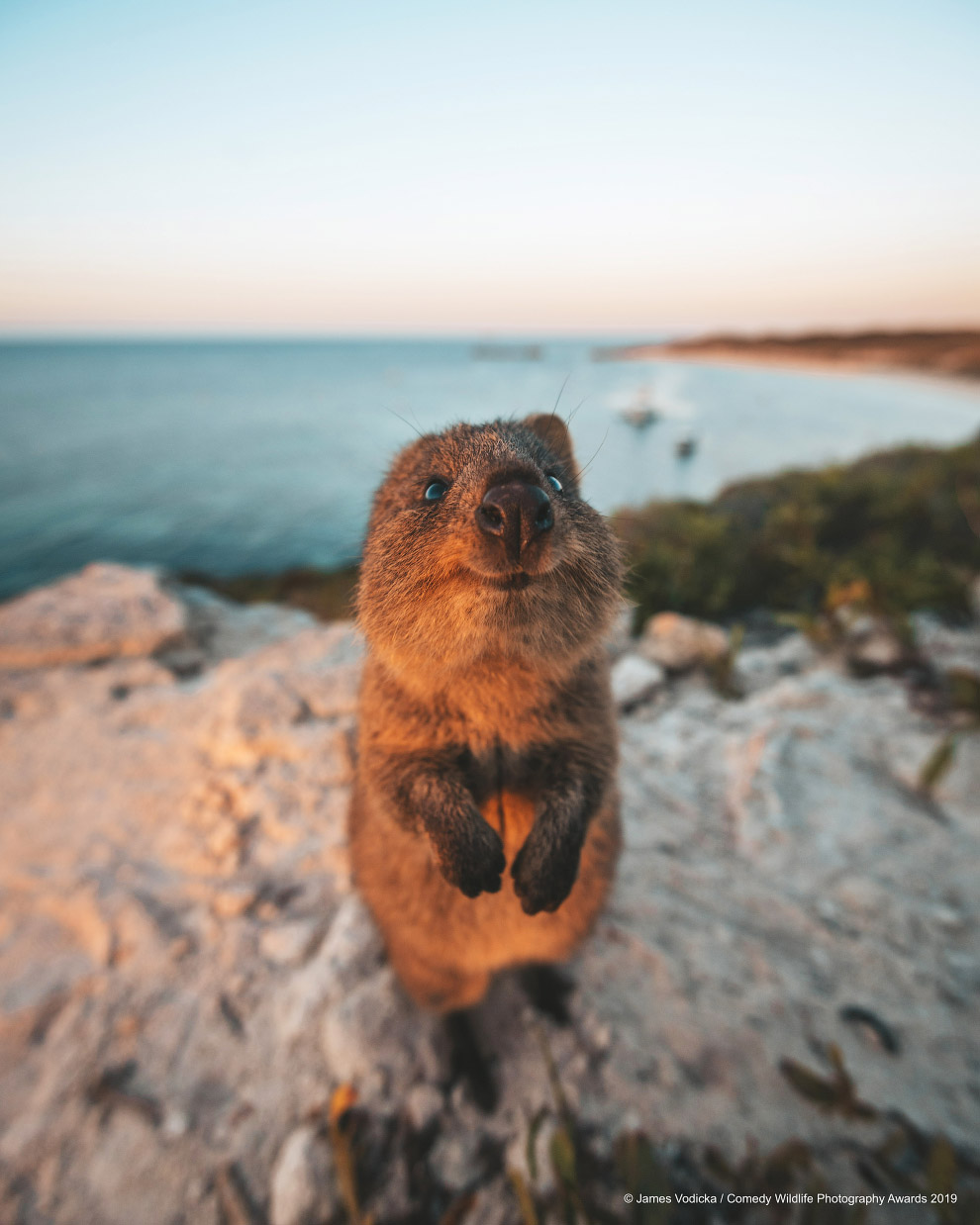 Фотографии финалистов Comedy Wildlife Photography Awards 2019