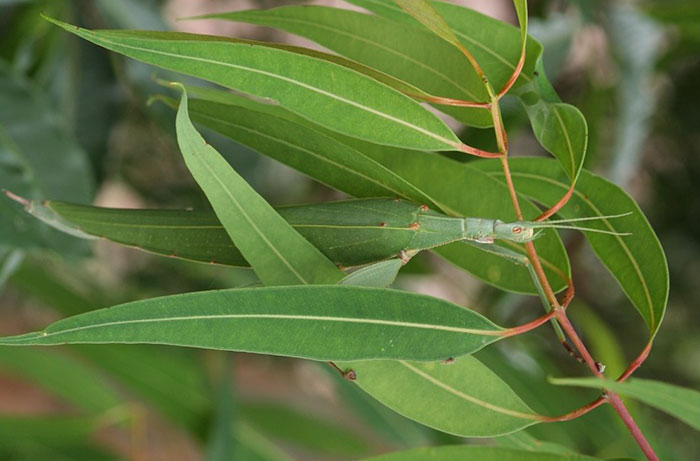 Tropidoderus Childrenii Or Children's Stick Insect