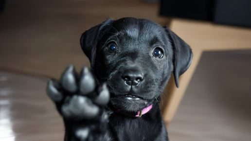 Весёлая жизнь