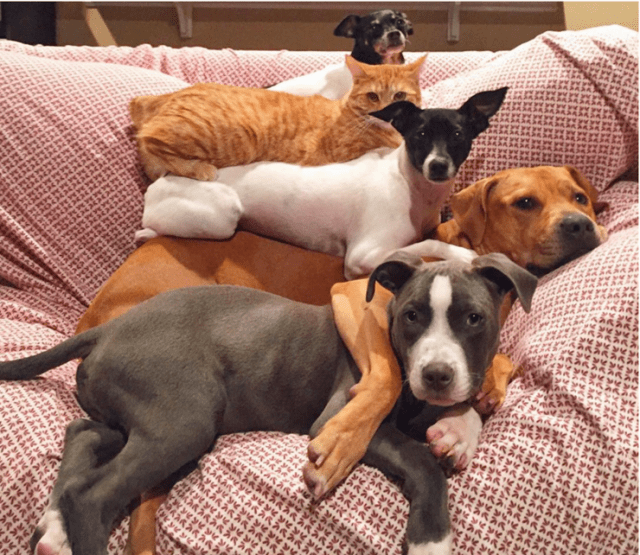 Они смогли влиться в новый коллектив и замаскироваться. Подборка смешных фото Они смогли влиться в новый коллектив и замаскироваться. Подборка смешных фото