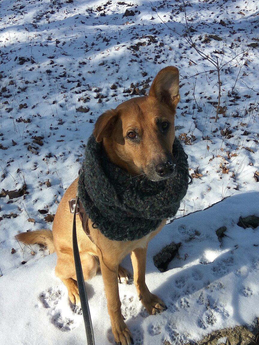 собака на прогулке