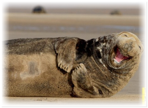 Улыбающиеся животные дарят минутку позитива людям Улыбающиеся животные дарят минутку позитива людям не всё так грустно