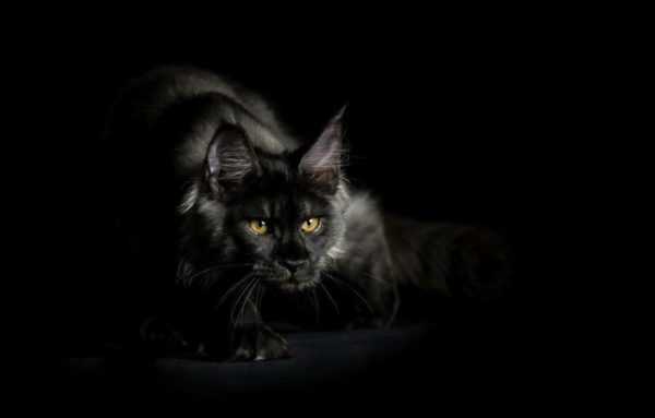 Американская енотовая кошка Maine Coon