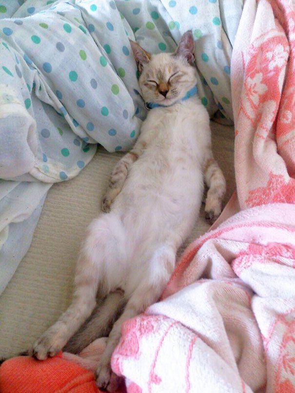 6-noname-cat.jpg