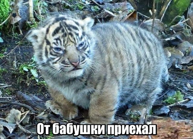 Подборка картинок