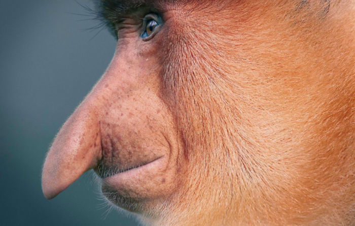 Proboscis Monkey