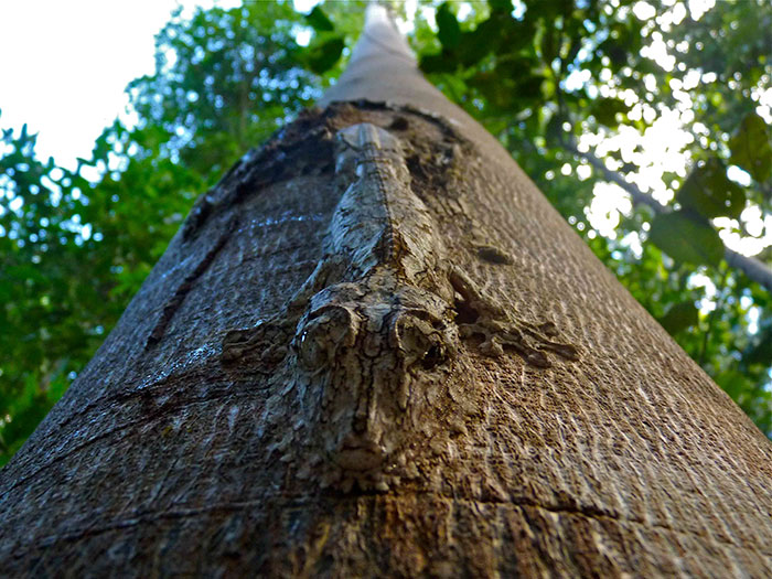 Uroplatus Gecko