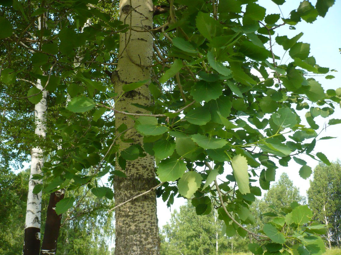 Как выглядят деревья фото. Осина (Populus tremula). Осина обыкновенная (Populus tremula). Осина обыкновенная (Pópulus trémula). Тополь дрожащий (Populus tremula).