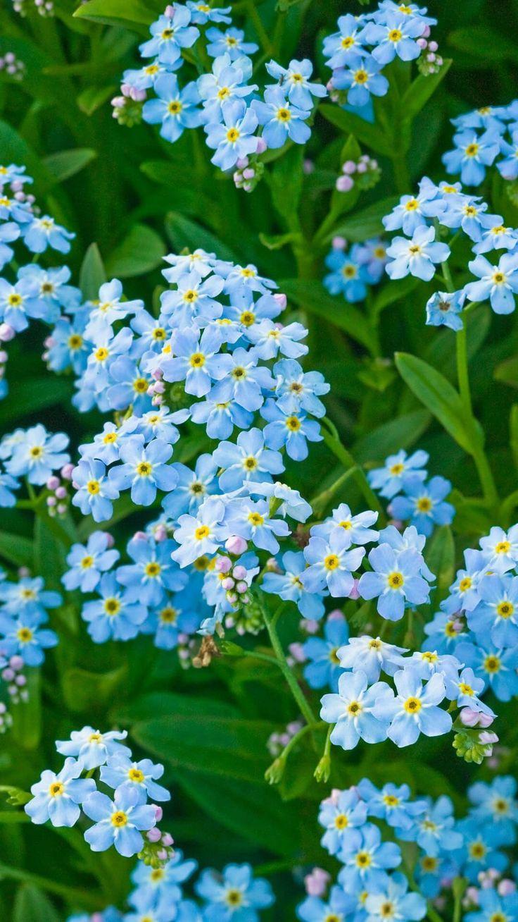 Какие цветы посадить на кладбище: 10 многолетних неприхотливых в уходе растений сажать, лучше, можно, растение, цветут, любит, только, хорошо, грунт, почву, всего, растения, когда, цветы, почвы, Также, посадить, после, апреля, почва