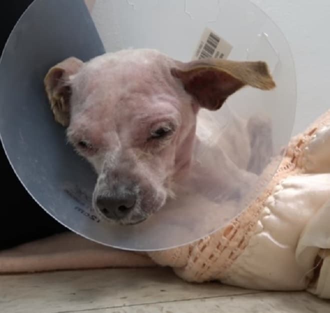 Лысый песик