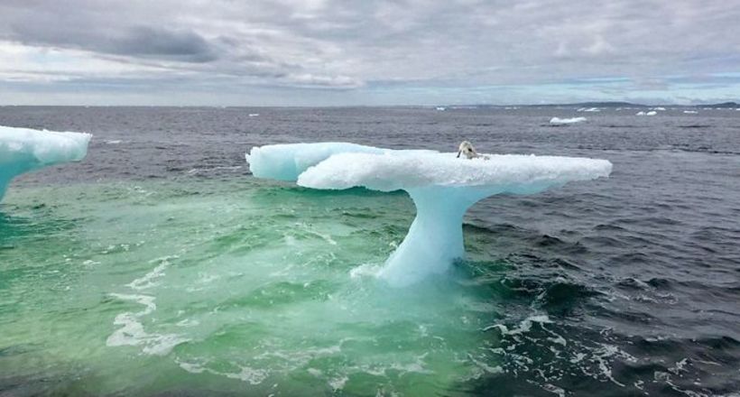 Arctic fox rescued iceberg canada harrigan russell fb 700 png