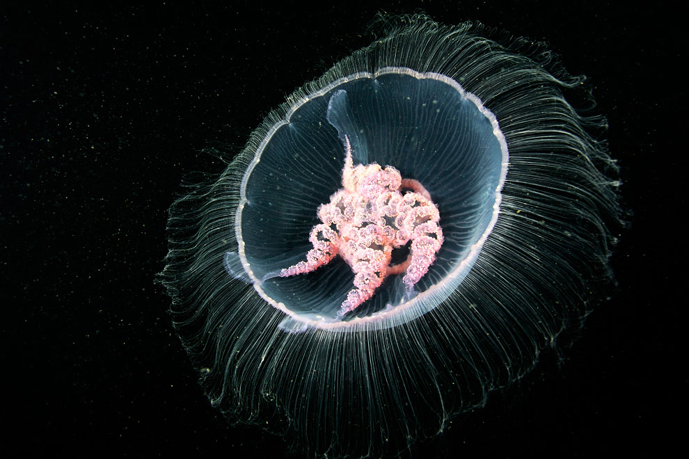 Жизнь медуз в объективе