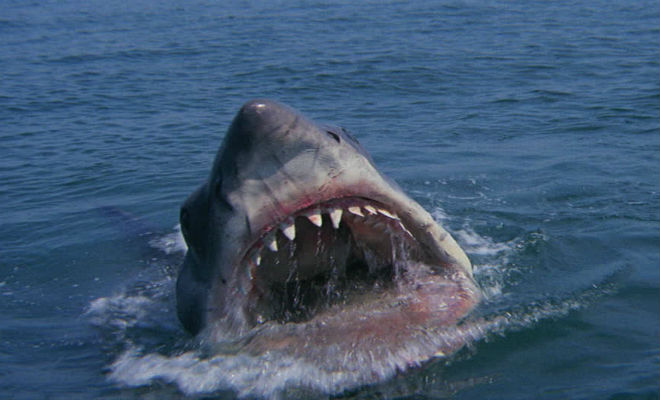 Акула величиной с рояль: женщина поймала ее на удочку