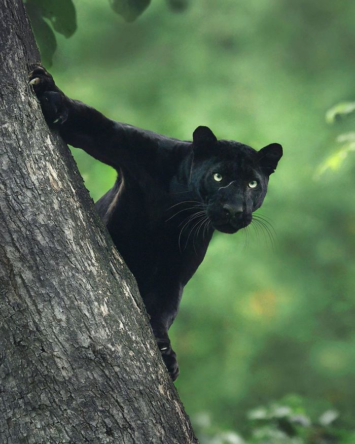 Красивые фото пантеры черной с зелеными глазами высокого качества