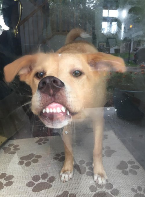 Смешные собаки, которые перенесли странность аж в другое измерение 