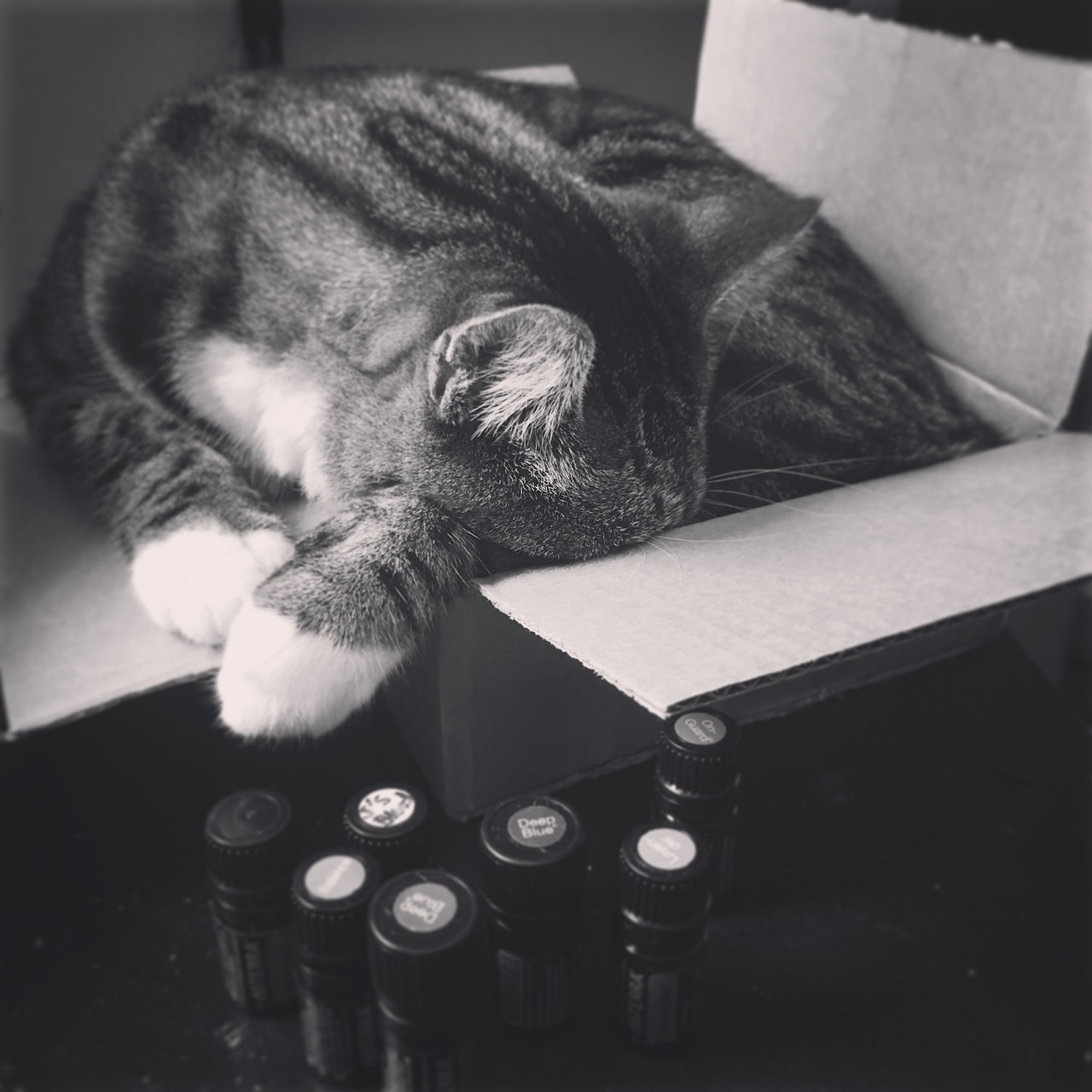 кот