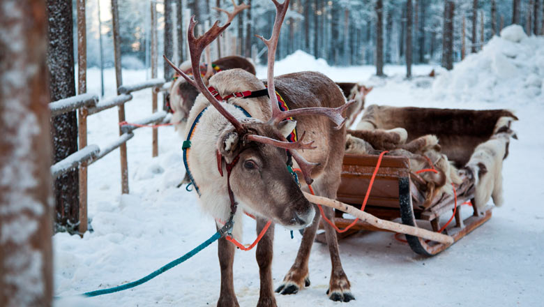 Кусочек красивой зимы с оленями Кусочек красивой зимы с оленями