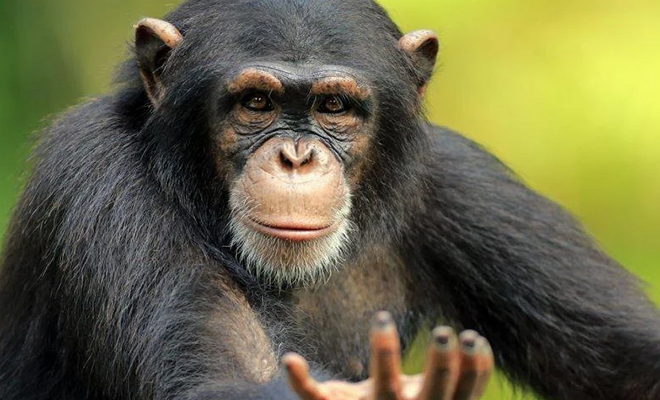 Ученые наблюдали за обезьянами и поняли, что начали понимать их движения. У человека и приматов одинаковый язык жестов жестов, приматов, шимпанзе, видео, Зоологи, человек, понимает, большую, часть, языка, Ученые, провели, эксперимент, показали, людям, общаются, стороны, удивительное, Волонтеры, ответили