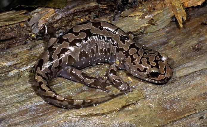 Гигантская саламандра  (исполинская) : описание, размеры