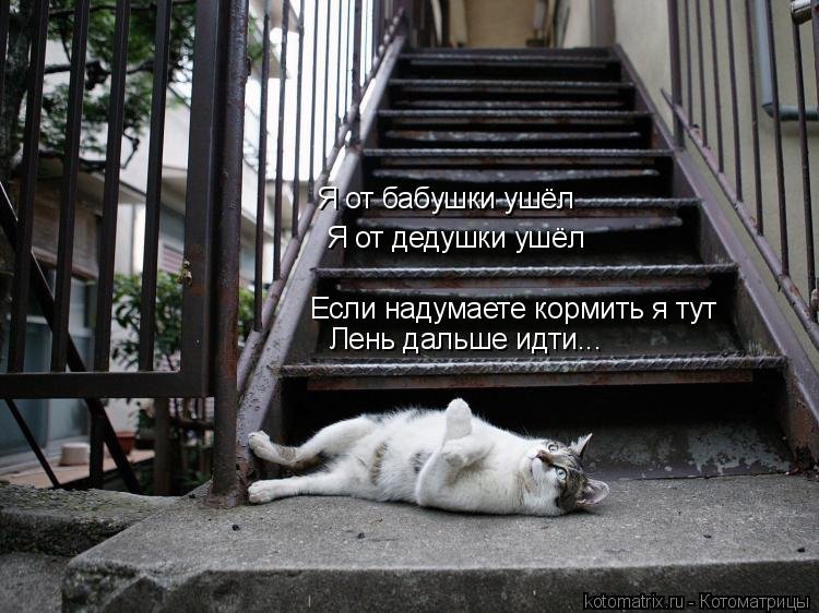 Свежая котоматрица Свежая котоматрица веселые картинки,котоматрица