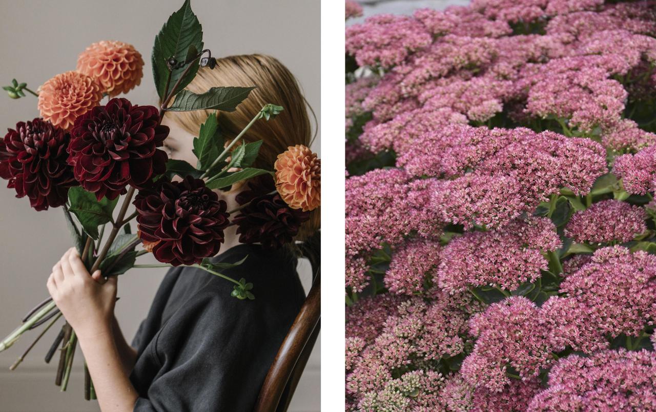 Какие цветы посадить на кладбище: 10 многолетних неприхотливых в уходе растений сажать, лучше, можно, растение, цветут, любит, только, хорошо, грунт, почву, всего, растения, когда, цветы, почвы, Также, посадить, после, апреля, почва