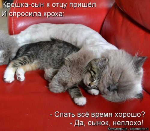 Новая котоматрица (36 фото)