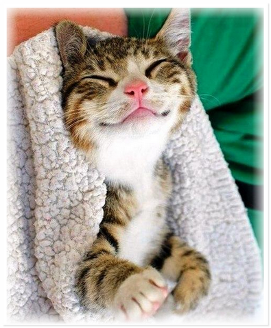 Улыбающиеся животные дарят минутку позитива людям Улыбающиеся животные дарят минутку позитива людям не всё так грустно