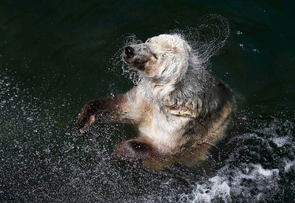Белый медведь купается в зоопарке Белграда