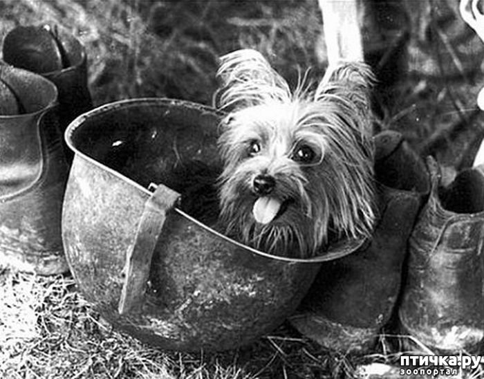 Маленький пёс на большой войне. Как пропавший терьер стал героем Второй мировой животные