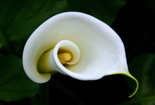 Белый цветок каллы