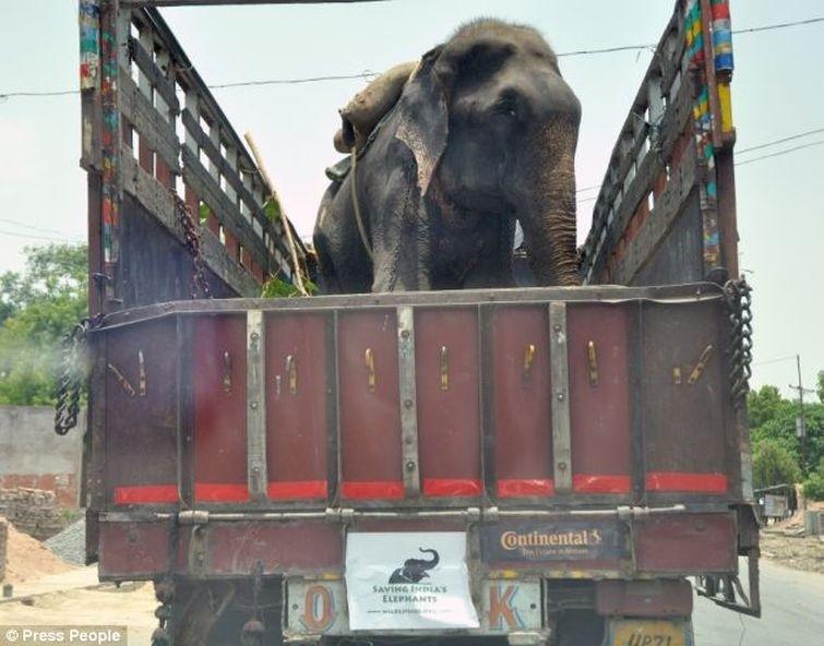 Radga05 Спасение слона, проведшего 50 лет в неволе, который плакал от счастья