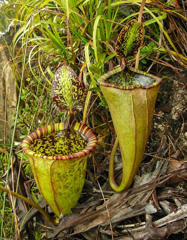 Непентес Аттенборо (Nepenthes attenboroughii)