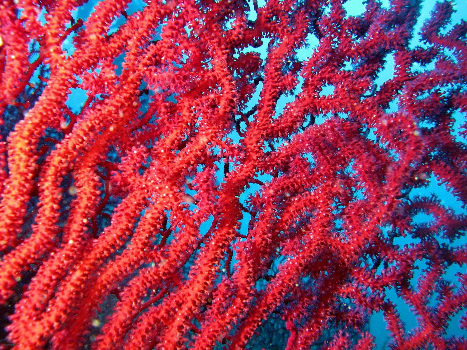 Coral color. Corallium rubrum. Коралл Montastraea. Corallium rubrum (Кораллиум рубрум) коралл красный. Коралл Australomussa Red.